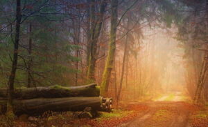 L'automne dans la forêt © Jplenio / Pixabay.com